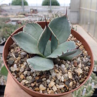 Agave parryi v. truncata (dw)