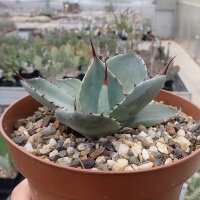 Agave parryi v. truncata (dw)
