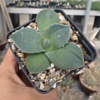 Agave parryi v. truncata (dw)