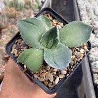 Agave parryi v. truncata (dw)