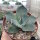 Agave parryi v. truncata (dw)