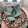 Agave parryi v. truncata (dw)