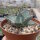 Agave parryi v. truncata (dw)