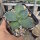Agave parryi v. truncata (dw)