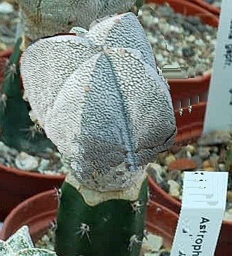 Astrophytum myriostigma cv. Onzuka  quadricostata gepfr.