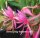 Disophyllum-Hybr. Claudia