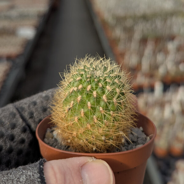 Sulcorebutia mentosa v. HS 048 weiß-rosa Blüte