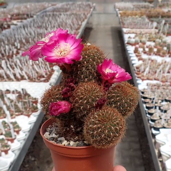 Sulcorebutia callichroma v. longispina cv. blau-bereift HS 078a