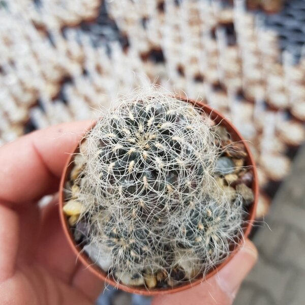 Sulcorebutia hertusii Zudanez