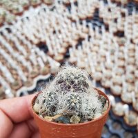 Sulcorebutia hertusii Zudanez