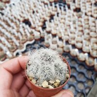 Sulcorebutia hertusii Zudanez