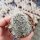 Sulcorebutia hertusii Zudanez