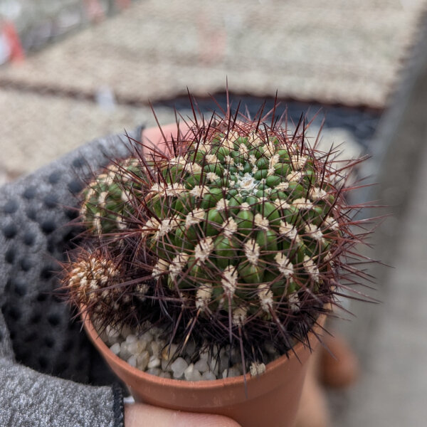 Sulcorebutia santiaginiensis fa. HS 067