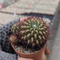 Sulcorebutia santiaginiensis fa. HS 067