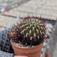 Sulcorebutia santiaginiensis fa. HS 067