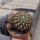 Sulcorebutia santiaginiensis fa. HS 067