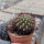 Sulcorebutia santiaginiensis fa. HS 067
