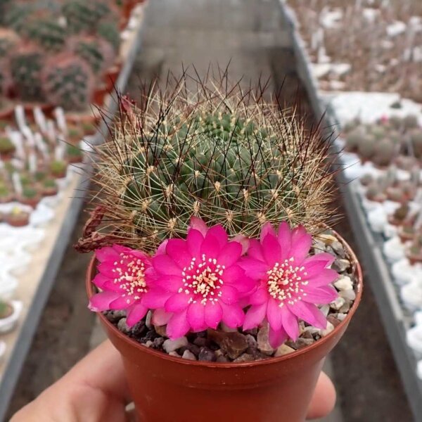 Sulcorebutia tiraquensis v. longiseta HS 171/X