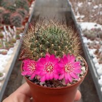 Sulcorebutia tiraquensis v. longiseta HS 171/X
