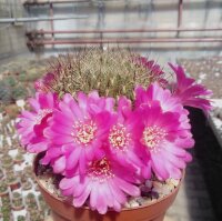 Sulcorebutia tiraquensis v. longiseta HS 171/X