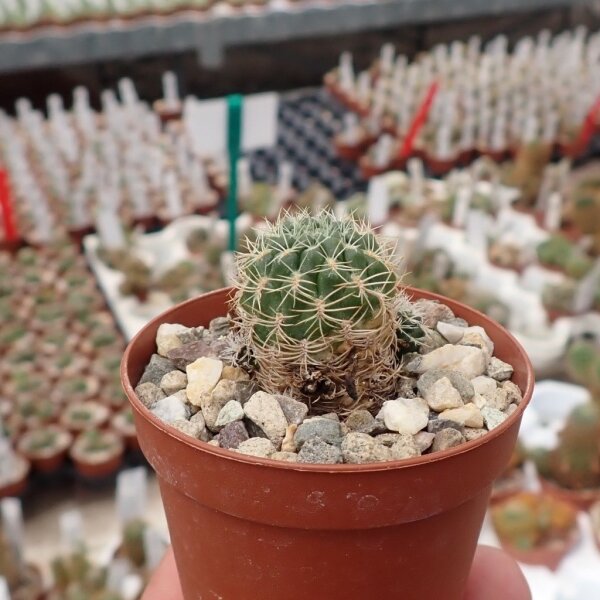 Sulcorebutia caineana WK 167