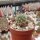 Sulcorebutia caineana WK 167