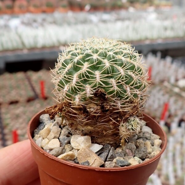 Sulcorebutia breviflora ssp. haseltonii fa. HS 144a