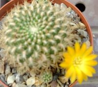 Sulcorebutia breviflora ssp. haseltonii fa. HS 144a
