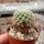 Sulcorebutia breviflora ssp. haseltonii fa. HS 144a