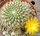 Sulcorebutia breviflora ssp. haseltonii fa. HS 144a