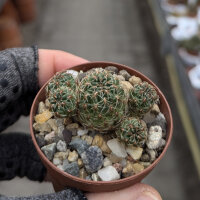 Sulcorebutia canigueralii HS 071