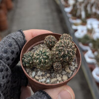 Sulcorebutia spec. HS 071
