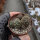Sulcorebutia spec. HS 071