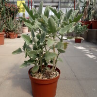 Kalanchoe beharensis cv. Rose Leaf