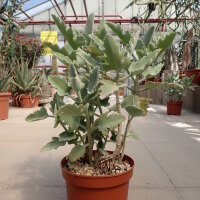 Kalanchoe beharensis cv. Rose Leaf