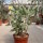 Kalanchoe beharensis cv. Rose Leaf