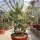 Kalanchoe beharensis cv. Rose Leaf