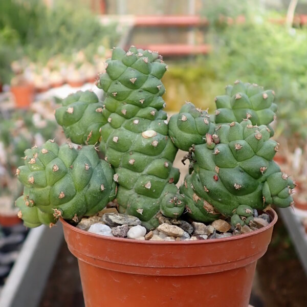 Monadenium ritchiei Ostafrika, Kenia