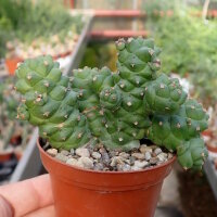 Monadenium ritchiei Ostafrika, Kenia