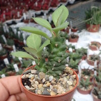 Monadenium ritchiei Ostafrika, Kenia