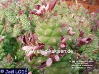 Monadenium ritchiei Ostafrika, Kenia