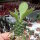Monadenium ritchiei Ostafrika, Kenia