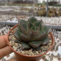 Echeveria purpusorum