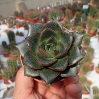 Echeveria purpusorum