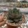 Echeveria purpusorum