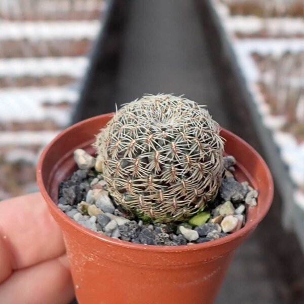 Sulcorebutia mojocoyensis WK 955