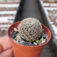 Sulcorebutia mojocoyensis WK 955