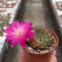 Sulcorebutia frankiana VZ 308