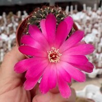 Sulcorebutia frankiana VZ 308