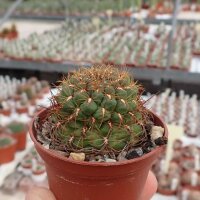 Sulcorebutia frankiana VZ 308